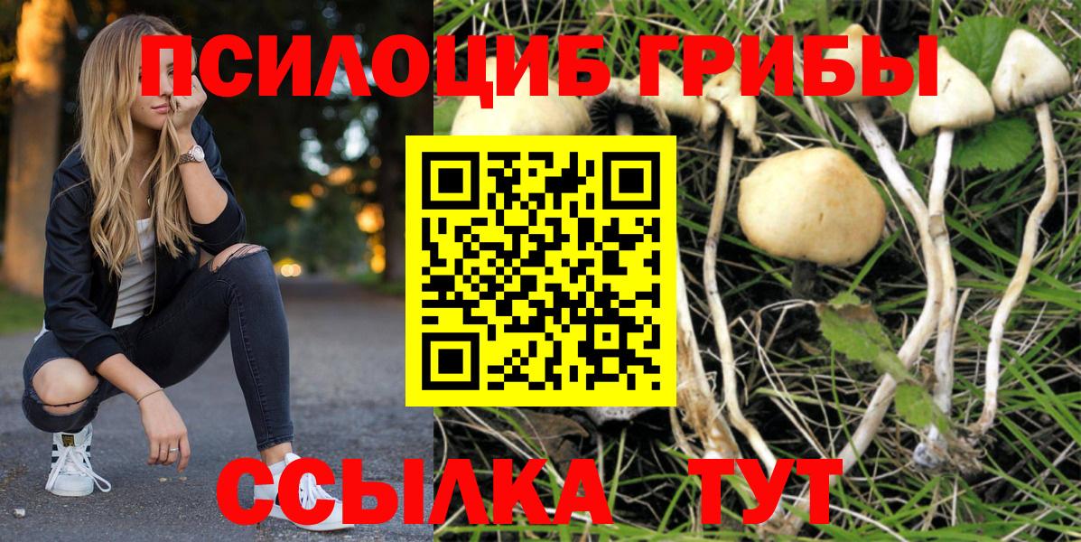 Псилоцибиновые грибы Psilocybine cubensis Астрахань